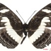 0017 Lepidoptera 112d (FD) Nymphalidae Limenitidinae Neptis nemetes 11E5K2IMG_68695wtmk.jpg