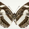 0018 Lepidoptera 112d (FV) Nymphalidae Limenitidinae Neptis nemetes 11E5K2IMG_68696wtmk.jpg