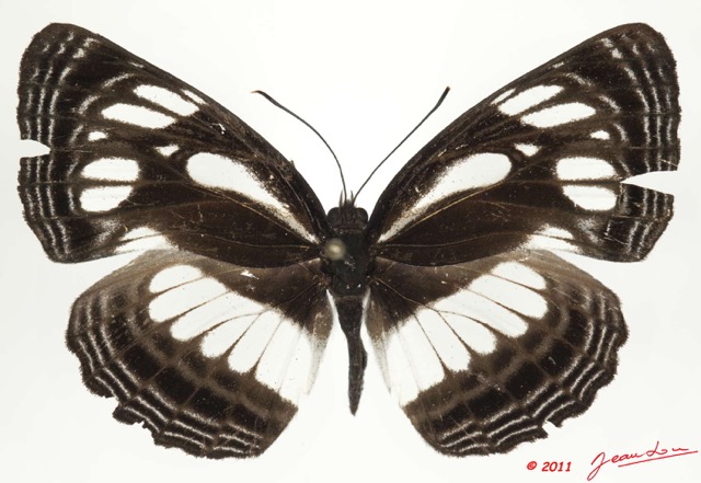 0019 Lepidoptera 113c (FD) Nymphalidae Limenitidinae Neptis trigonophora 11E5K2IMG_68701wtmk.jpg