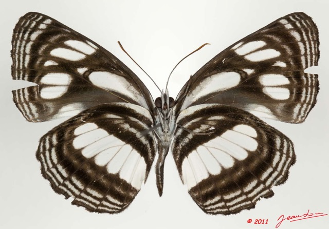 0020 Lepidoptera 113c (FV) Nymphalidae Limenitidinae Neptis trigonophora 11E5K2IMG_68702wtmk.jpg