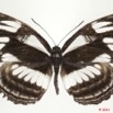 0021 Lepidoptera 113d (FD) Nymphalidae Limenitidinae Neptis jamesoni 11E5K2IMG_68709wtmk.jpg