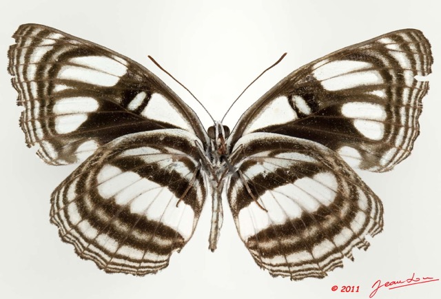 0022 Lepidoptera 113d (FV) Nymphalidae Limenitidinae Neptis jamesoni 11E5K2IMG_68710wtmk.jpg
