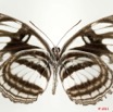0022 Lepidoptera 113d (FV) Nymphalidae Limenitidinae Neptis jamesoni 11E5K2IMG_68710wtmk.jpg