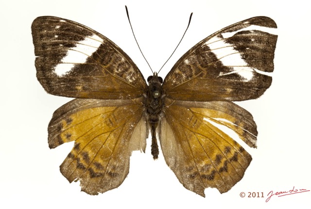 0023 Lepidoptera 116a (FD) Nymphalidae Limenitidinae Euriphene atropurpurea 11E5K2IMG_72831wtmk.jpg