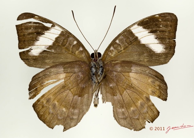 0024 Lepidoptera 116a (FV) Nymphalidae Limenitidinae Euriphene atropurpurea 11E5K2IMG_72832wtmk.jpg