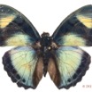 0025 Lepidoptera 116c (FD) Nymphalidae Limenitidinae Euphaedra demeter 11E5K2IMG_72840wtmk.jpg