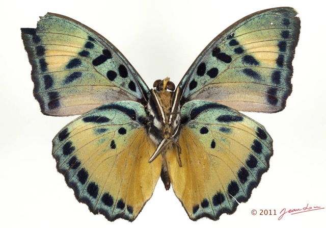 0026 Lepidoptera 116c (FV) Nymphalidae Limenitidinae Euphaedra demeter 11E5K2IMG_72843wtmk.jpg
