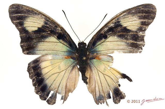 0027 Lepidoptera 117a (FD) Nymphalidae Limenitidinae Euphaedra janetta 11E5K2IMG_72849wtmk.jpg
