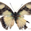 0027 Lepidoptera 117a (FD) Nymphalidae Limenitidinae Euphaedra janetta 11E5K2IMG_72849wtmk.jpg