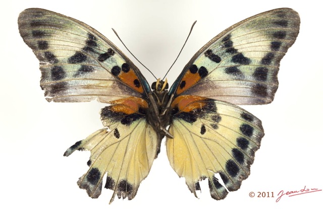 0028 Lepidoptera 117a (FV) Nymphalidae Limenitidinae Euphaedra janetta 11E5K2IMG_72850wtmk.jpg