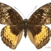 0029 Lepidoptera 121b (FD) Nymphalidae Limenitidinae Euryphura chalcis f 12E5K3IMG_90757wtmk.jpg