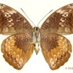 0030 Lepidoptera 121b (FV) Nymphalidae Limenitidinae Euryphura chalcis f 12E5K3IMG_90759wtmk.jpg