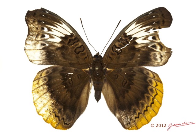 0031 Lepidoptera 120c (FD) Nymphalidae Limenitidinae Euryphura plautilla f 12E5K2IMG_76719wtmk.jpg