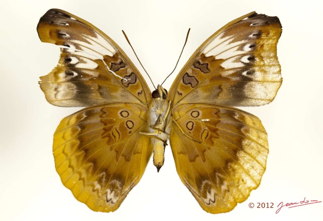 0032 Lepidoptera 120c (FV) Nymphalidae Limenitidinae Euryphura plautilla f 12E5K2IMG_76720wtmk.jpg