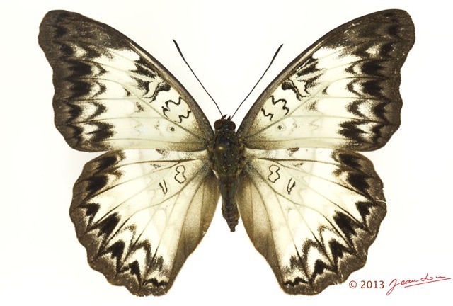 0033 Lepidoptera 123c (FD) Nymphalidae Limenitidinae Cymothoe caenis f 13E5K3IMG_93194wtmk.jpg