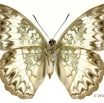 0034 Lepidoptera 123c (FV) Nymphalidae Limenitidinae Cymothoe caenis f 13E5K3IMG_93196wtmk.jpg