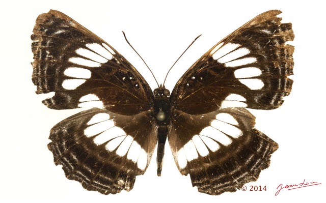 0035 Lepidoptera 126b (FD) Nymphalidae Limenitidinae Neptis alba 14E5K3IMG_97296wtmk.jpg
