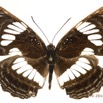 0035 Lepidoptera 126b (FD) Nymphalidae Limenitidinae Neptis alba 14E5K3IMG_97296wtmk.jpg