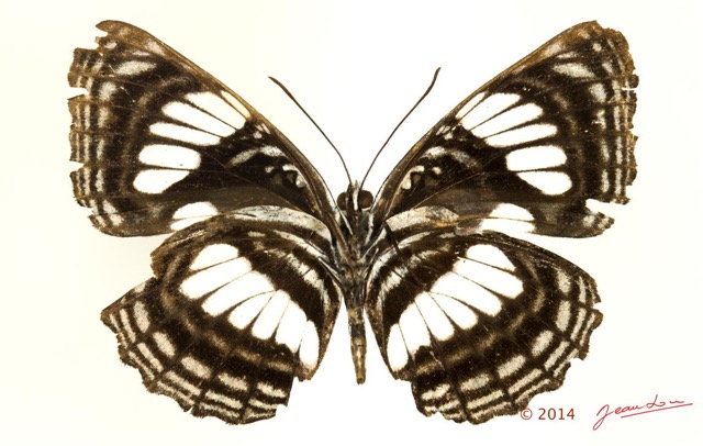 0036 Lepidoptera 126b (FV) Nymphalidae Limenitidinae Neptis alba 14E5K3IMG_97297wtmk.jpg