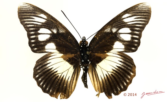 0037 Lepidoptera 126c (FD) Nymphalidae Limenitidinae Pseudacraea lucretia f 14E5K3IMG_97314wtmk.jpg