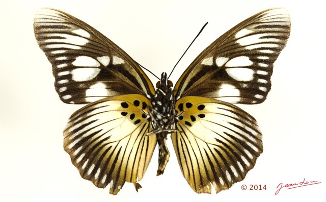 0038 Lepidoptera 126c (FV) Nymphalidae Limenitidinae Pseudacraea lucretia f 14E5K3IMG_97316wtmk.jpg