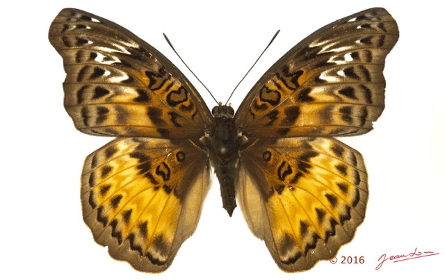 0039 Lepidoptere 127d (FD) Nymphalidae Limenitidinae Euryphura chalcis f 16E5K3IMG_118644wtmk.jpg