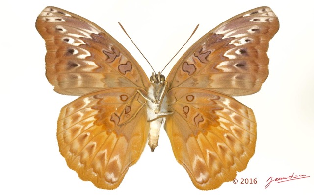 0040 Lepidoptere 127d (FV) Nymphalidae Limenitidinae Euryphura chalcis f 16E5K3IMG_118645wtmk.jpg