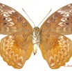 0040 Lepidoptere 127d (FV) Nymphalidae Limenitidinae Euryphura chalcis f 16E5K3IMG_118645wtmk.jpg