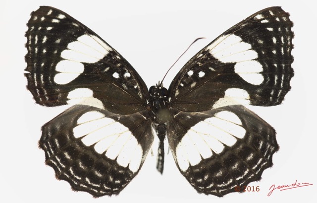 0041 Lepidoptera 133a (FD) Nymphalidae Limenitidinae Neptis morosa 16E5K3IMG_119763wtmk.jpg