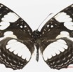 0041 Lepidoptera 133a (FD) Nymphalidae Limenitidinae Neptis morosa 16E5K3IMG_119763wtmk.jpg