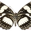 0042 Lepidoptera 133a (FV) Nymphalidae Limenitidinae Neptis morosa 16E5K3IMG_119764wtmk.jpg