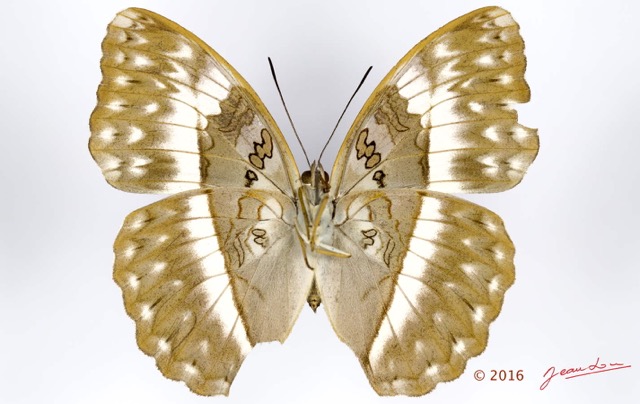 0044 Lepidoptera 133d (FV) Nymphalidae Limenitidinae Cymothoe jodutta f 16E5K3IMG_110506