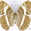 0044 Lepidoptera 133d (FV) Nymphalidae Limenitidinae Cymothoe jodutta f 16E5K3IMG_110506