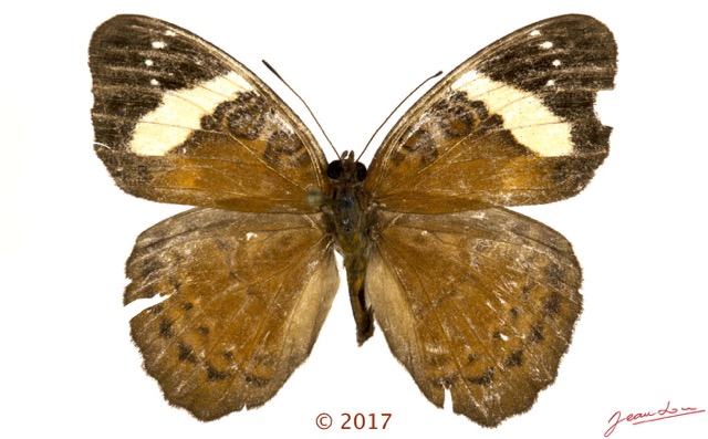 0045 Lepidoptera 134d (FD) Nymphalidae Limenitidinae Euriphene grosesmithi F 17E5K3IMG_124775wtmk.jpg