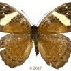 0045 Lepidoptera 134d (FD) Nymphalidae Limenitidinae Euriphene grosesmithi F 17E5K3IMG_124775wtmk.jpg