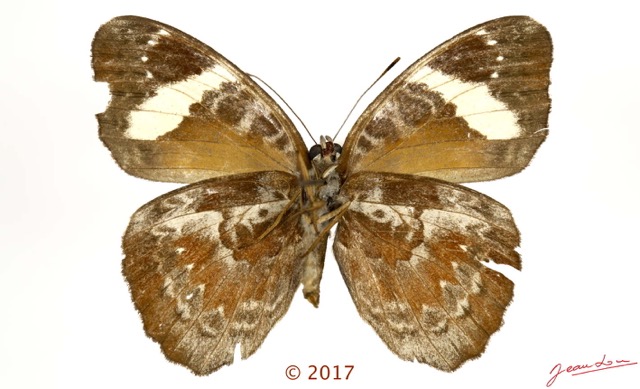 0046 Lepidoptera 134d (FV) Nymphalidae Limenitidinae Euriphene grosesmithi F 17E5K3IMG_124777wtmk.jpg