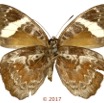 0046 Lepidoptera 134d (FV) Nymphalidae Limenitidinae Euriphene grosesmithi F 17E5K3IMG_124777wtmk.jpg