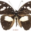 0047 Lepidoptera 135a (FD) Nymphalidae Limenitidinae Aterica galene M 17E5K3IMG_124778wtmk.jpg