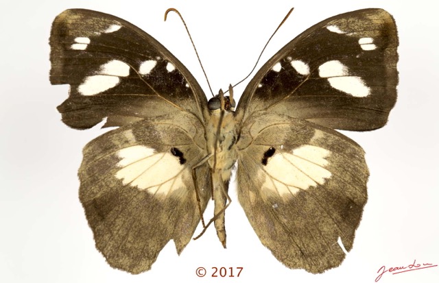 0048 Lepidoptera 135a (FV) Nymphalidae Limenitidinae Aterica galene M 17E5K3IMG_124780wtmk.jpg