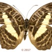 0049 Lepidoptera 135b (FD) Nymphalidae Limenitidinae Cymandra opis F 17E5K3IMG_124783wtmk.jpg