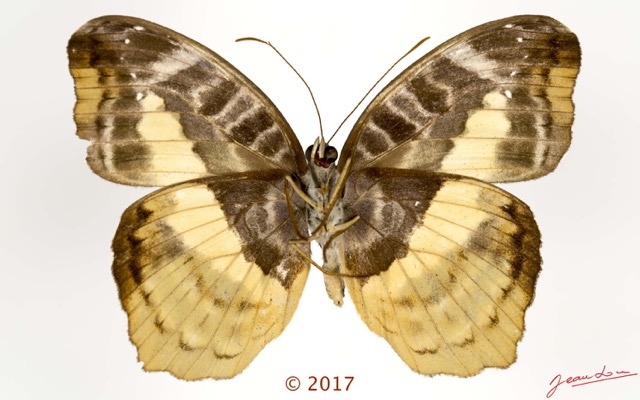 0050 Lepidoptera 135b (FV) Nymphalidae Limenitidinae Cymandra opis F 17E5K3IMG_124784wtmk.jpg
