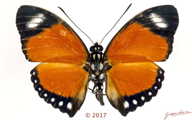 0051 Lepidoptera 136a (FD) Nymphalidae Limenitidinae Euphaedra ruspina M 17E5K3IMG_124789wtmk.jpg