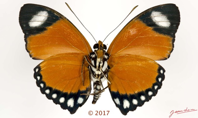 0052 Lepidoptera 136a (FV) Nymphalidae Limenitidinae Euphaedra ruspina M 17E5K3IMG_124790wtmk.jpg
