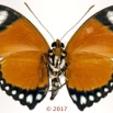 0052 Lepidoptera 136a (FV) Nymphalidae Limenitidinae Euphaedra ruspina M 17E5K3IMG_124790wtmk.jpg