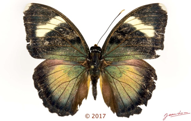 0053 Lepidoptera 136b (FD) Nymphalidae Limenitidinae Euphaedra hewitsoni M 17E5K3IMG_124791wtmk.jpg