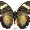 0053 Lepidoptera 136b (FD) Nymphalidae Limenitidinae Euphaedra hewitsoni M 17E5K3IMG_124791wtmk.jpg