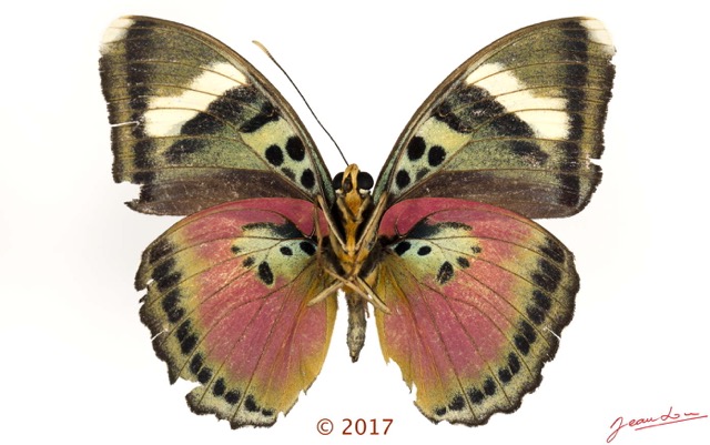 0054 Lepidoptera 136b (FV) Nymphalidae Limenitidinae Euphaedra hewitsoni M 17E5K3IMG_124792wtmk.jpg