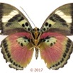 0054 Lepidoptera 136b (FV) Nymphalidae Limenitidinae Euphaedra hewitsoni M 17E5K3IMG_124792wtmk.jpg