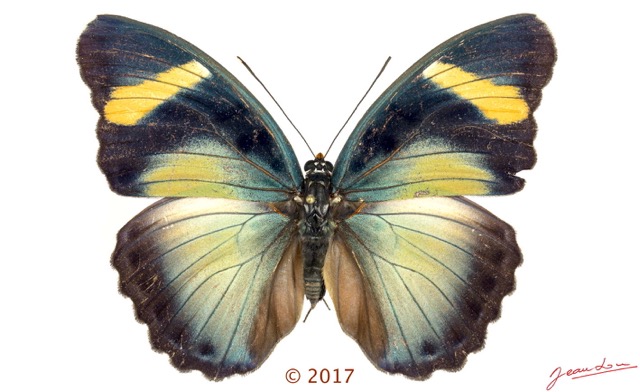 0055 Lepidoptera 136c (FD) Nymphalidae Limenitidinae Euphaedra fulvofasciata F 17E5K3IMG_124793wtmk.jpg
