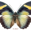 0055 Lepidoptera 136c (FD) Nymphalidae Limenitidinae Euphaedra fulvofasciata F 17E5K3IMG_124793wtmk.jpg